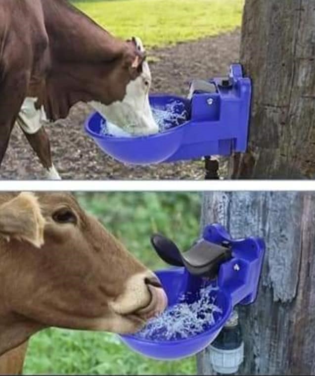 máng uống nước tự động cho trâu bò